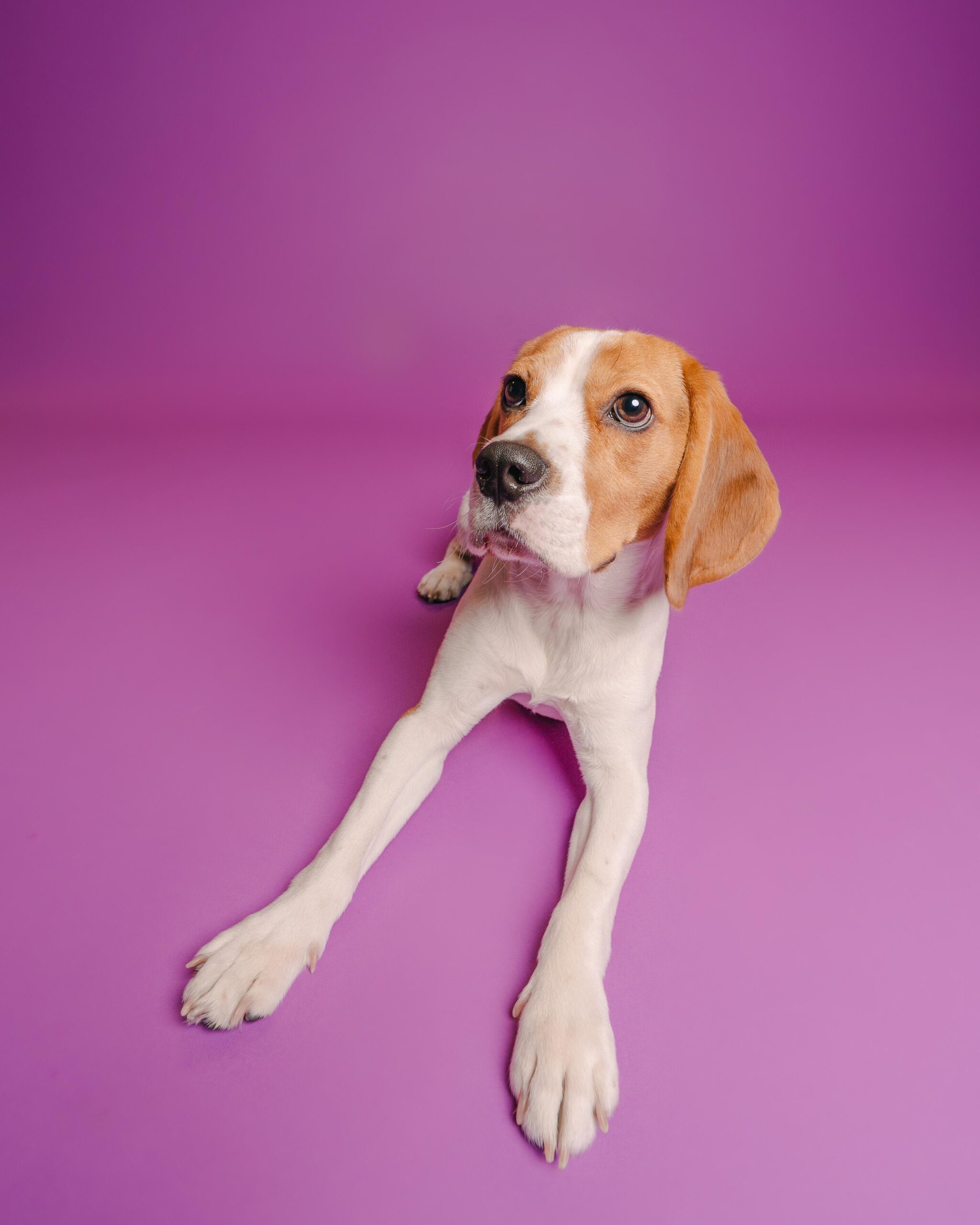 Photo shoot: Tales of a Wagging Tail
