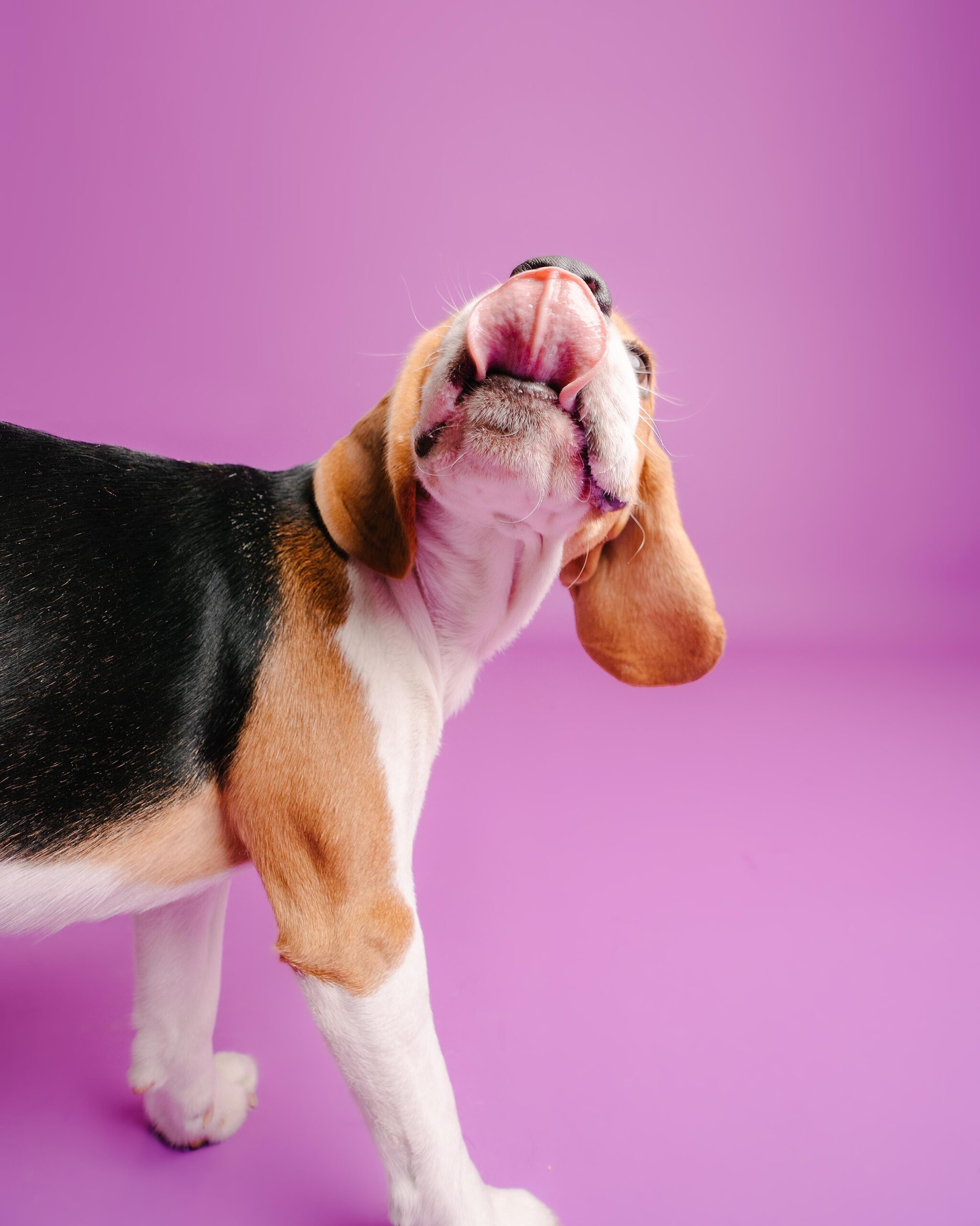 🐾 A Day in the Life of Sheero: Beagle Energy, Sniffs & Snoozes