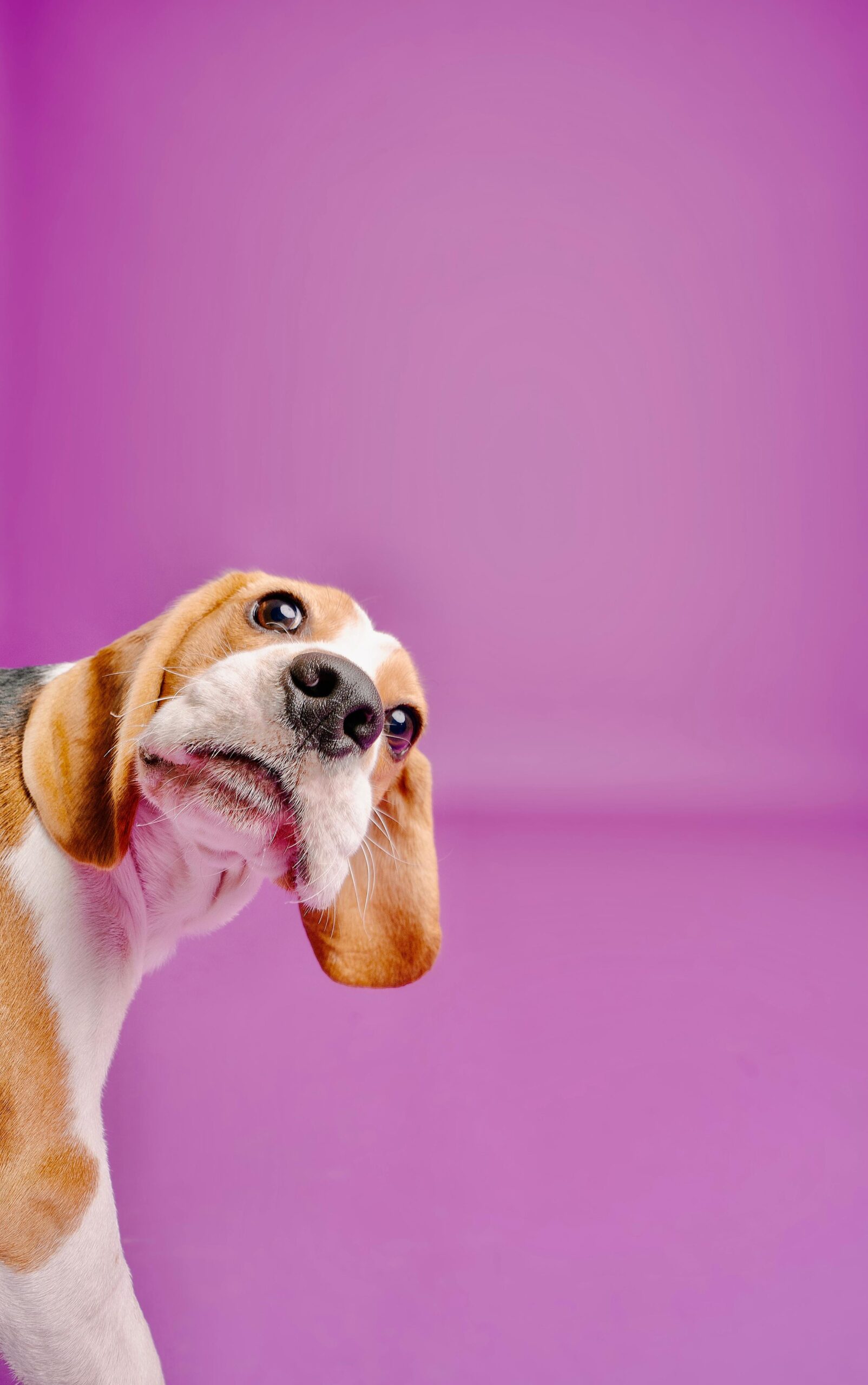 🐾 Training : Tricks They Think I Learned (and a Few I Pretended to Forget)