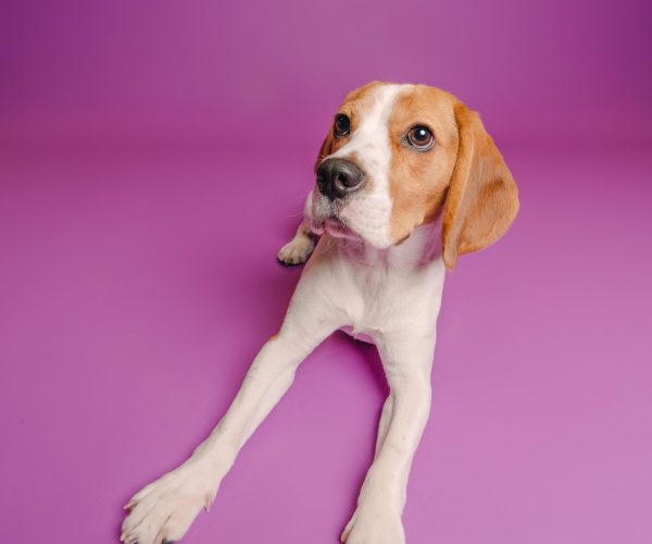 Photo shoot: Tales of a Wagging Tail