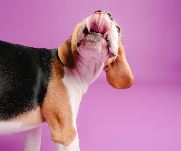 š¾ A Day in the Life of Sheero: Beagle Energy, Sniffs & Snoozes