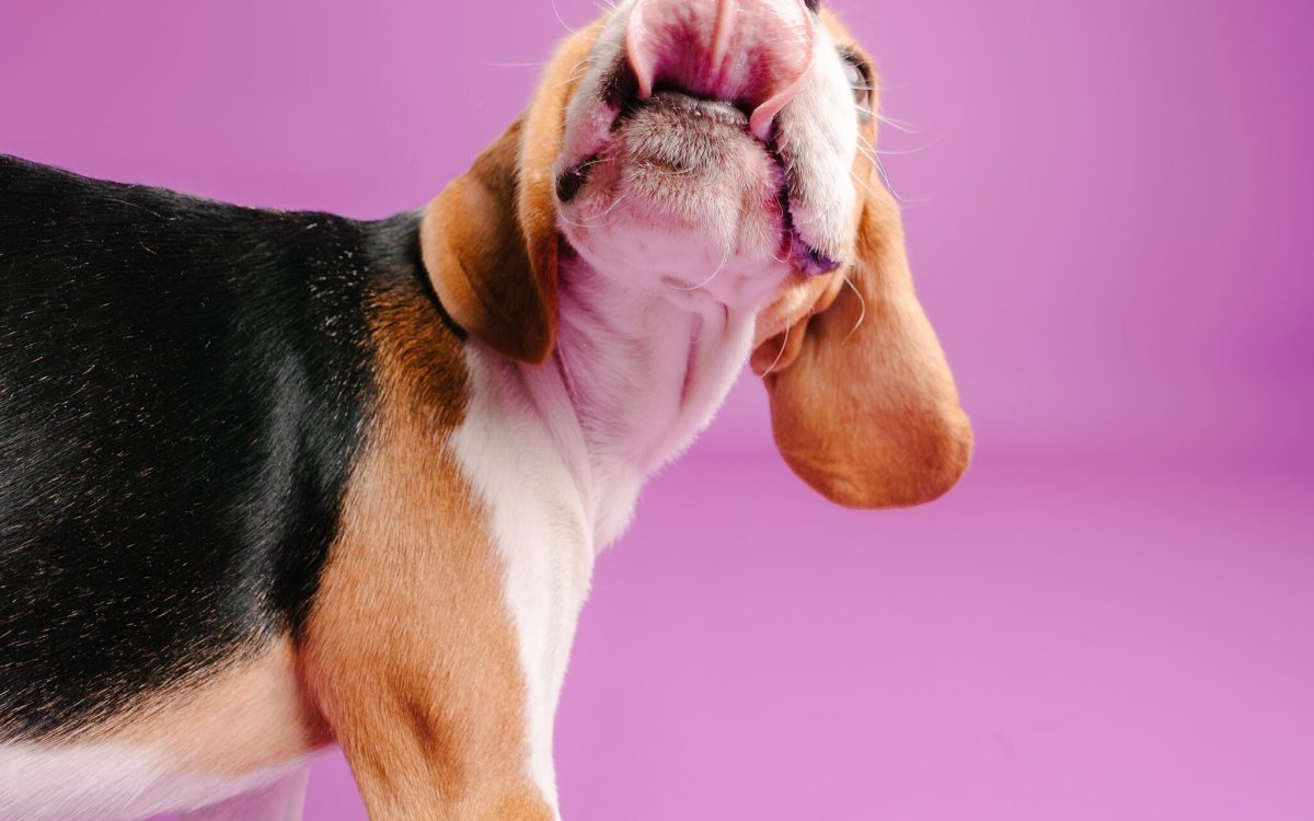 š¾ A Day in the Life of Sheero: Beagle Energy, Sniffs & Snoozes