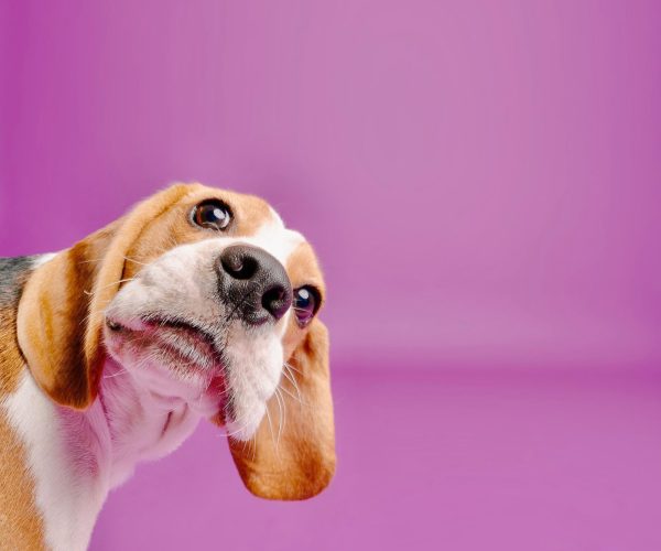 🐾 Training : Tricks They Think I Learned (and a Few I Pretended to Forget)