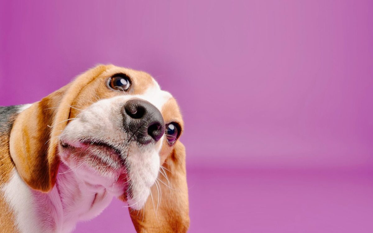 š¾ Training : Tricks They Think I Learned (and a Few I Pretended to Forget)